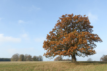 A landscape view of a large magnificent Oak Tree in the UK in autumn colors.