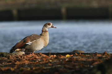 A pretty Egyptian goose (Alopochen aegyptiacus) standing on the bank of a lake in Autumn.
