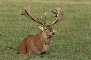 A large Red Deer (Cervus elaphus) resting in a meadow during rutting season.