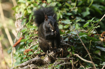 A rare cute Black Squirrel (Scirius carolinensis) eating a nut sitting on a log in woodland.	