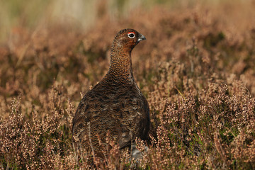 A stunning Red Grouse (Lagopus lagopus) standing amongst the heather in the highlands of Scotland.	