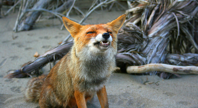Fuchs lustig/gef&auml;hrlich