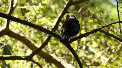 Blackbird