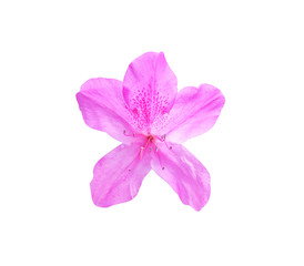 Pink or purple rhododendron flower isolated on white background with clipping path