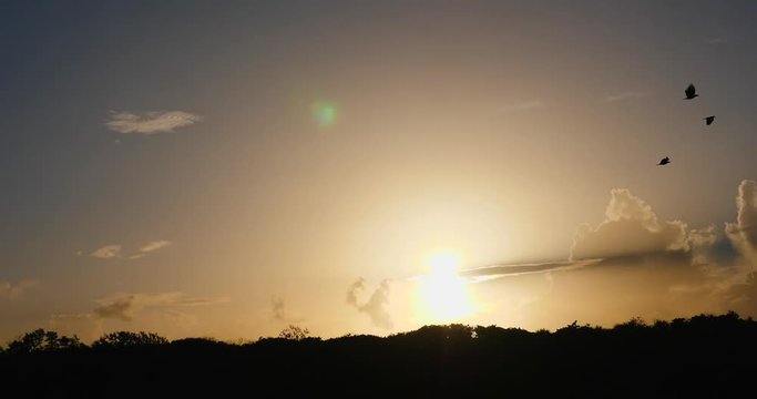 Jupiter early monring sun birds at 60fps