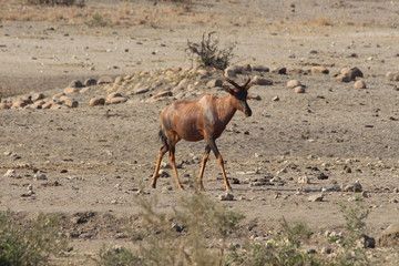 Tsessebe in South Africa