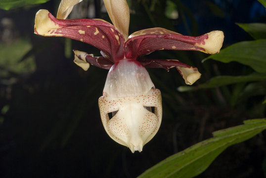 「Gomez」の画像 288 件の Stock 写真、ベクターおよびビデオ Adobe Stock