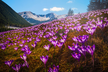 Obraz premium Spring crocuses in Chocholowska Valley Tatra Mountains, Poland