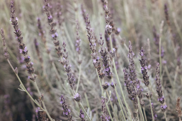 lavender flower group