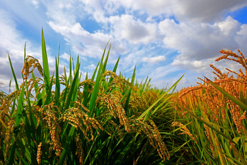 Naklejka premium The autumn rice fields