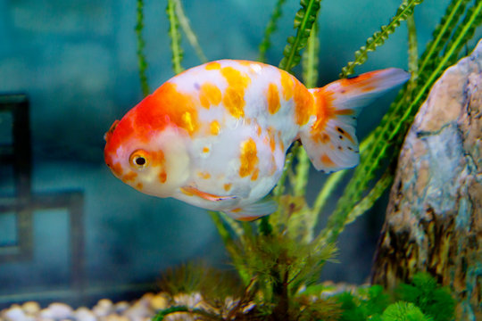 Goldfish Shubunkin. This is a breeding form Of goldfish, bred in Japan.