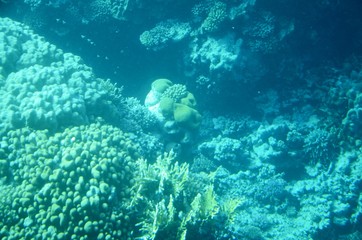Vues depuis un bateau semi-immergé à calle en verre : Fonds sous-marins de la mer Rouge (Egypte)
