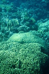 Vues depuis un bateau semi-immergé à calle en verre : Fonds sous-marins de la mer Rouge (Egypte)
