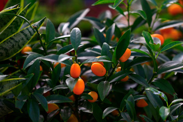 The tree mature orange