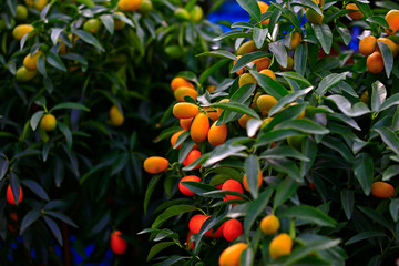 The tree mature orange