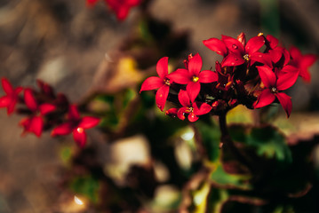 Fototapeta premium vivid red small flowers in a garden