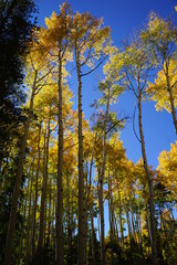 yellow aspen trees in autumn