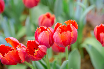 Tulips flower in the garden.