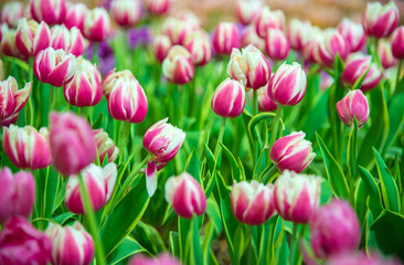 Obraz premium Tulips flower in the garden.