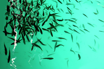 shoal of fish in water top view
