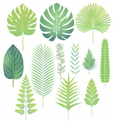 Green tropical leaves set vector illustrations