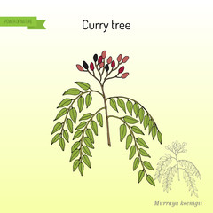 Curry tree Murraya koenigii , medicinal plant