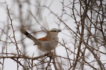 Black-crowned Tchagra in South Africa