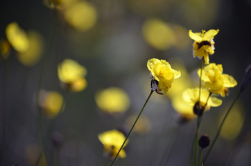 Yellow flowers of the Australian native Xyris bracteata, family Xyridaceae, growing in heath in the...