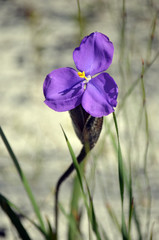Australian native silky purple flag iris wildflower, Patersonia sericea, family Iridaceae, flowering in spring, Royal National Park, Sydney, NSW, Australia