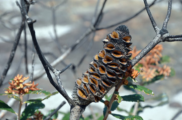 Open seed follicles and new growth on Banksia oblongifolia cone, the Fern -Leaved Banksia, following a bushfire in heath, in the Royal national Park, NSW, Australia