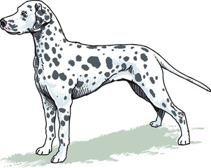dog, dalmatian breed