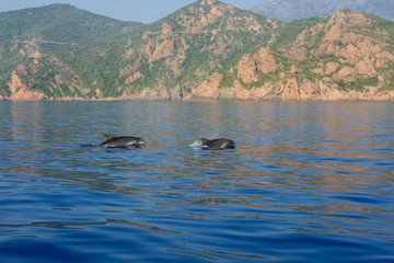 Fototapeta premium Dolphins in the gulf of Porto