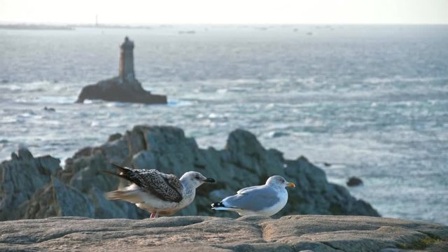 Point du Raz in Brittany, France. Windy day with seagull standing on rocks and watching the ocean's waves in October 2018.