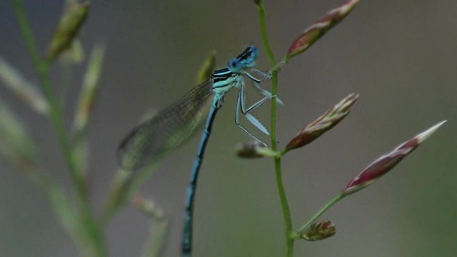 Blue dragonfly. Dragonfly close up