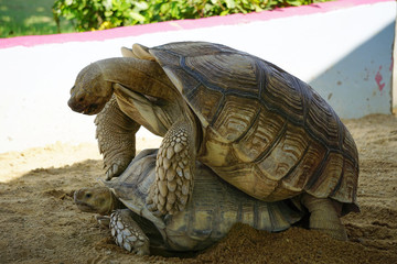 Two adult turtles breeding on ground, the summer in the park.