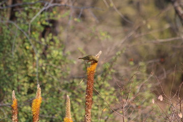 Southern Masked Weaver in South Africa