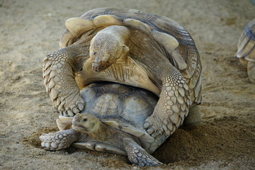 Two adult turtles breeding on ground, the summer in the park.
