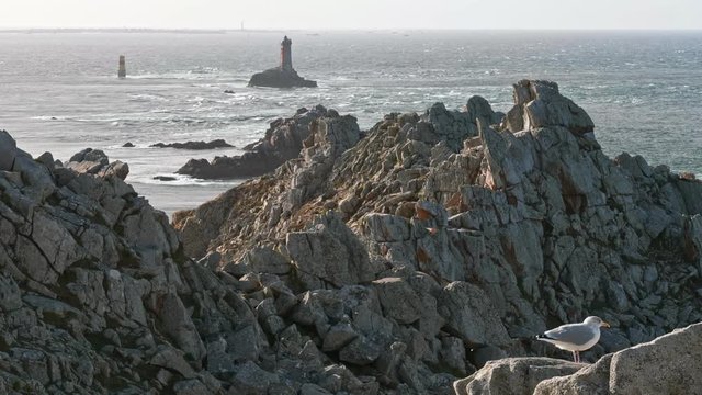 Point du Raz in Brittany, France. Windy day with seagull standing on rocks and watching the ocean's waves in October 2018.