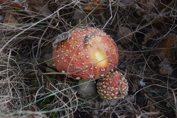 toadstool mushroom red