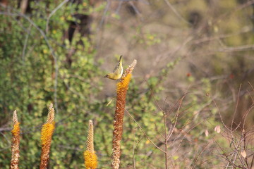 Southern Masked Weaver in South Africa
