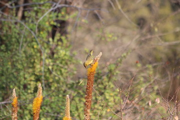Southern Masked Weaver in South Africa