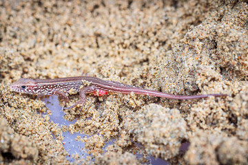 Obraz na płótnie Canvas A little newborn sand lizard on sand, close up