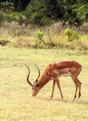 Impalas in the jungle of Kenya under a cloudy sky