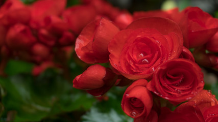 Small red roses