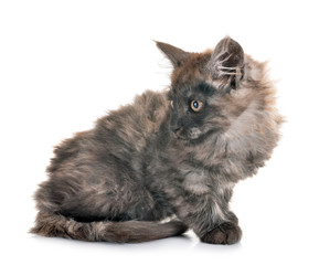 maine coon kitten