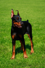 Dog breed Doberman Pinscher