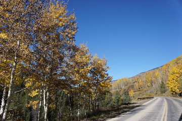 Obraz premium road in autumn forest