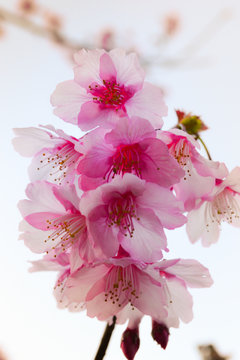 Thailand Sakura pink blossom