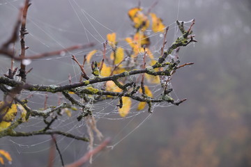 Piękna jesień, babie lato