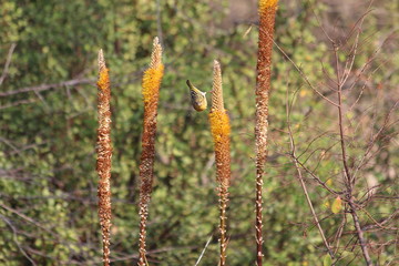 Southern Masked Weaver in South Africa